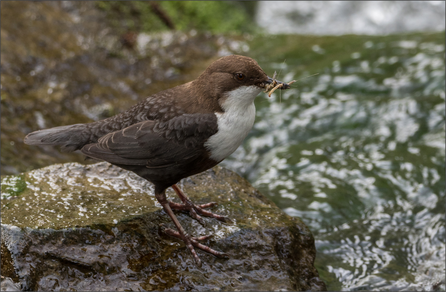 fleissige wasseramsel