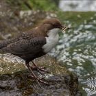 fleissige wasseramsel