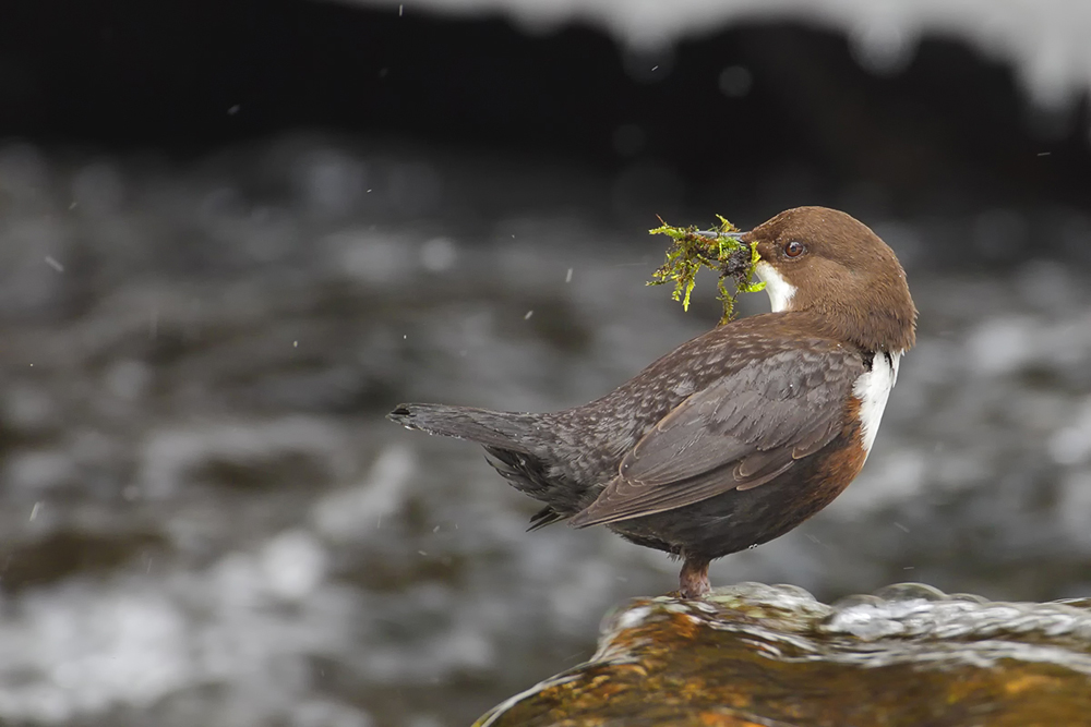 fleißige Wasseramsel