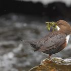 fleißige Wasseramsel