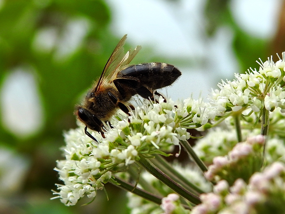 Fleißige Wildbiene 