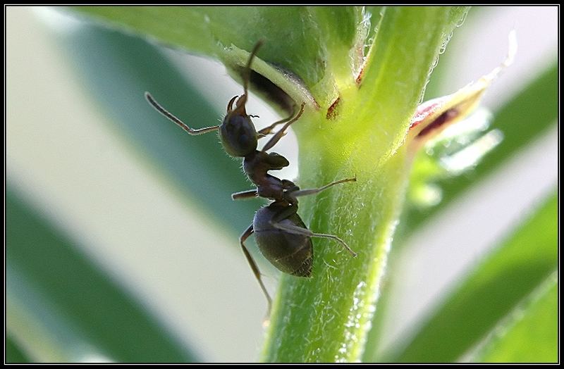 Fleissiger Arbeiter