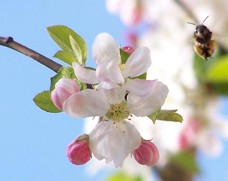 Fleißiger Arbeiter auf meinem Apfelbaum