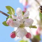 Fleißiger Arbeiter auf meinem Apfelbaum