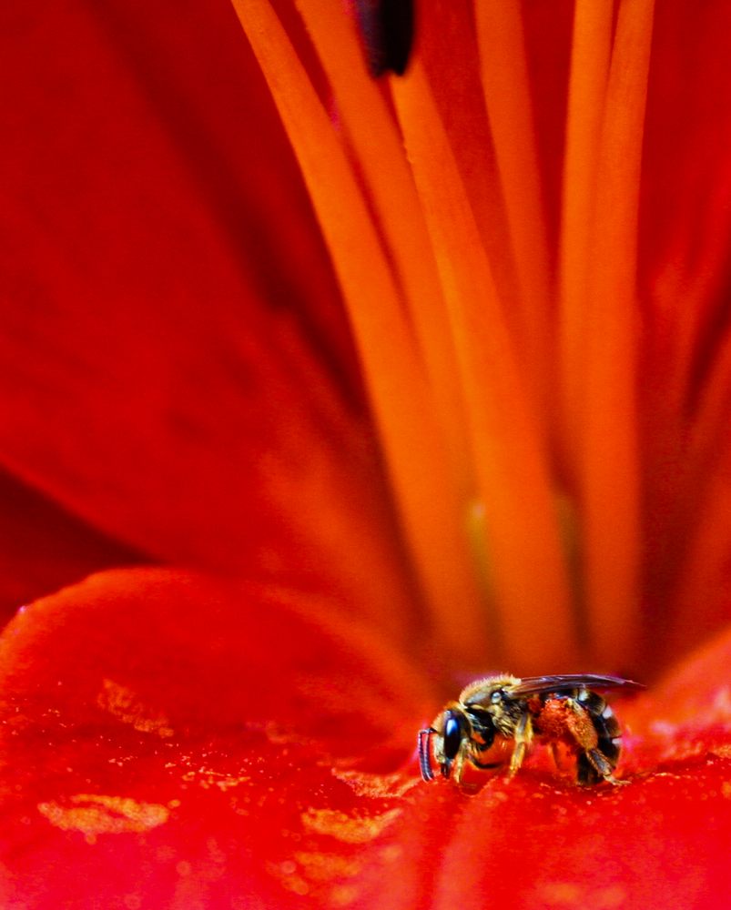 fleißiger Arbeiter (Farbe)