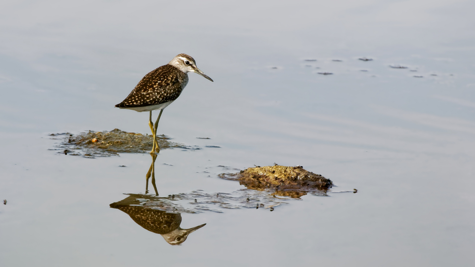 Fleißiger Fliegenschnapper-  Bruchwasserläufer (Tringa glareola)