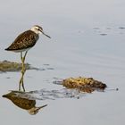 Fleißiger Fliegenschnapper-  Bruchwasserläufer (Tringa glareola)