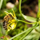 Fleißiger Frühlingsbeginn