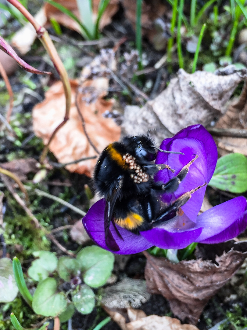 Fleißiger Frühlingsbote mit tiefer Stimme