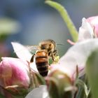 Fleißiger Helfer bei der Arbeit