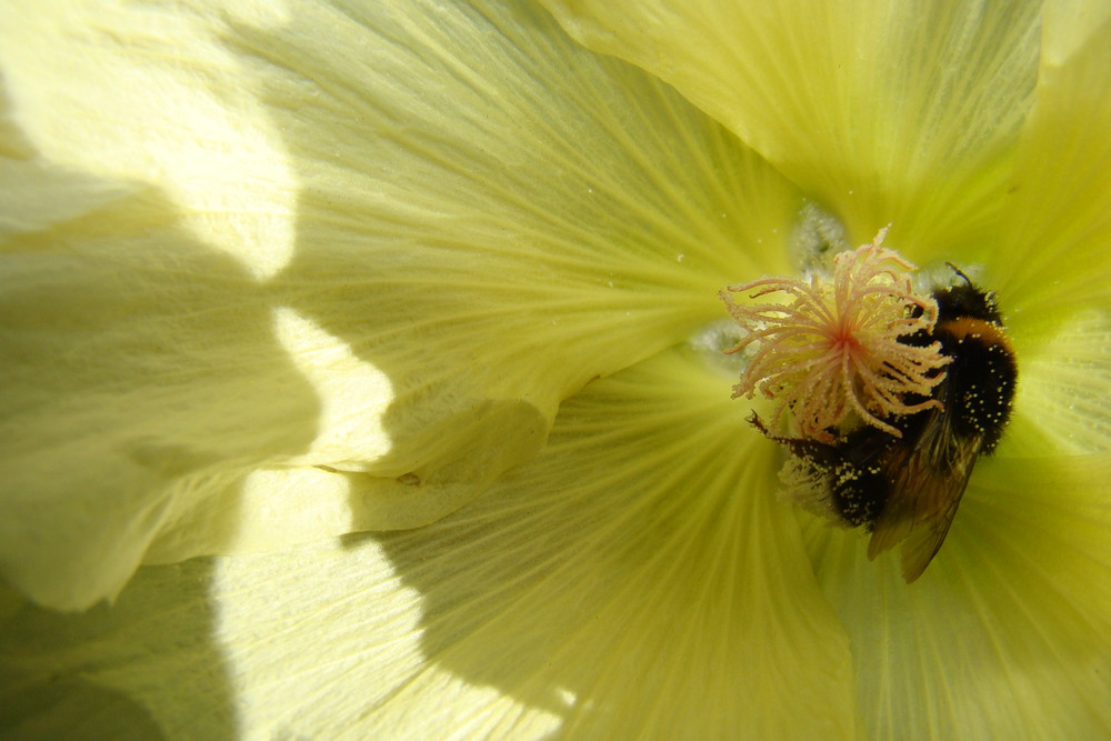 fleißiger Hummel