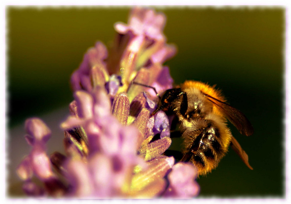 Fleißiger Hummel