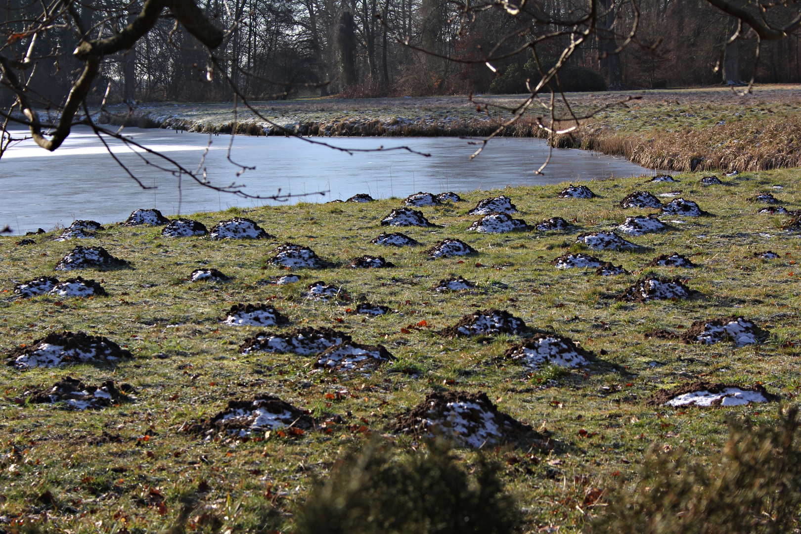 fleißiger Maulwurf