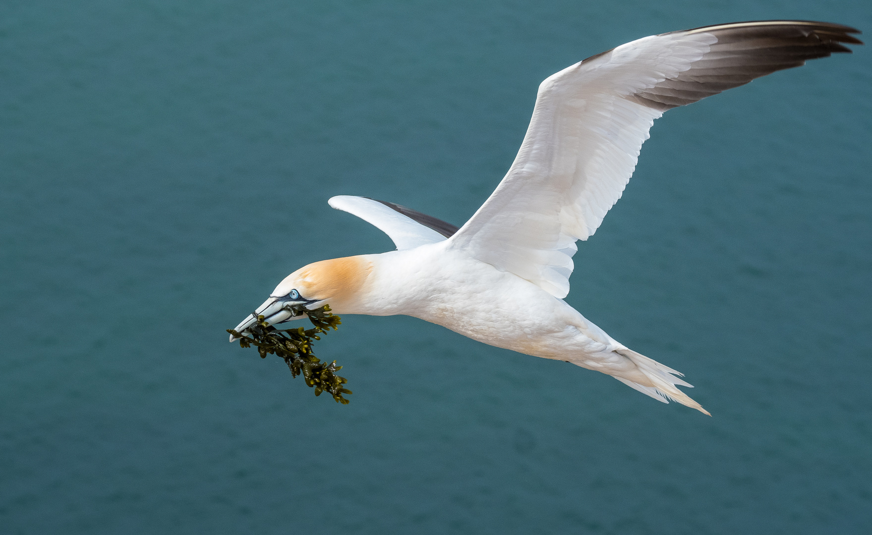 Fleißiger Nestbauer