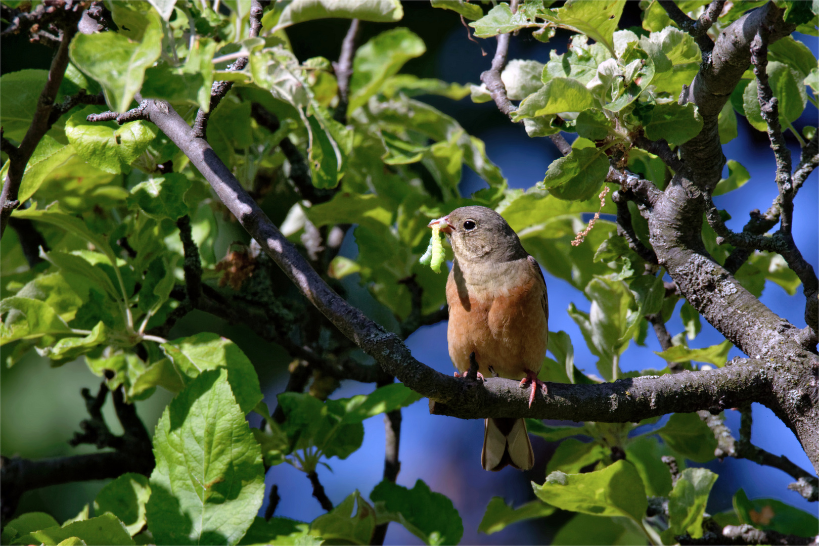 Fleißiger Raupensammler : Ortolan (Emberiza hortulana)