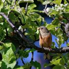 Fleißiger Raupensammler : Ortolan (Emberiza hortulana)