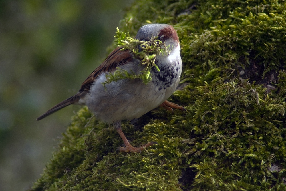 Fleissiger Spatz