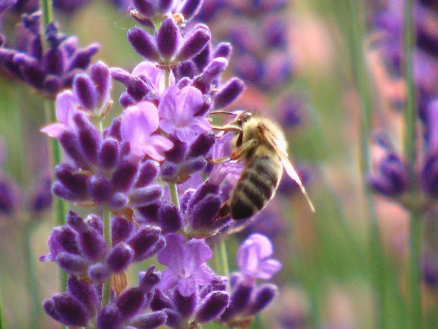 Fleissiger Vielflieger