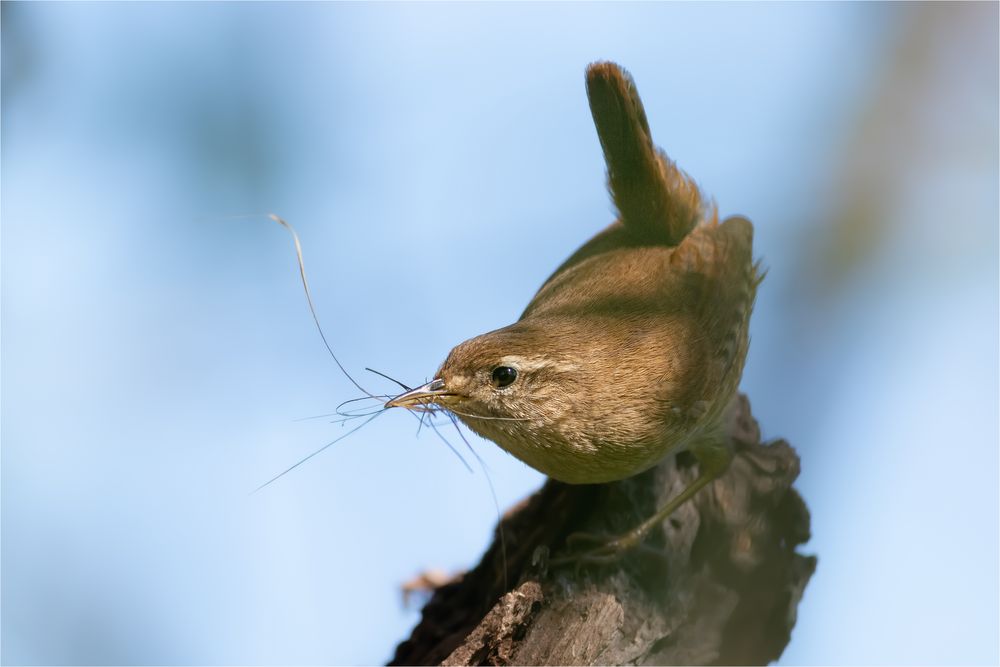 fleißiger Zaunkönig