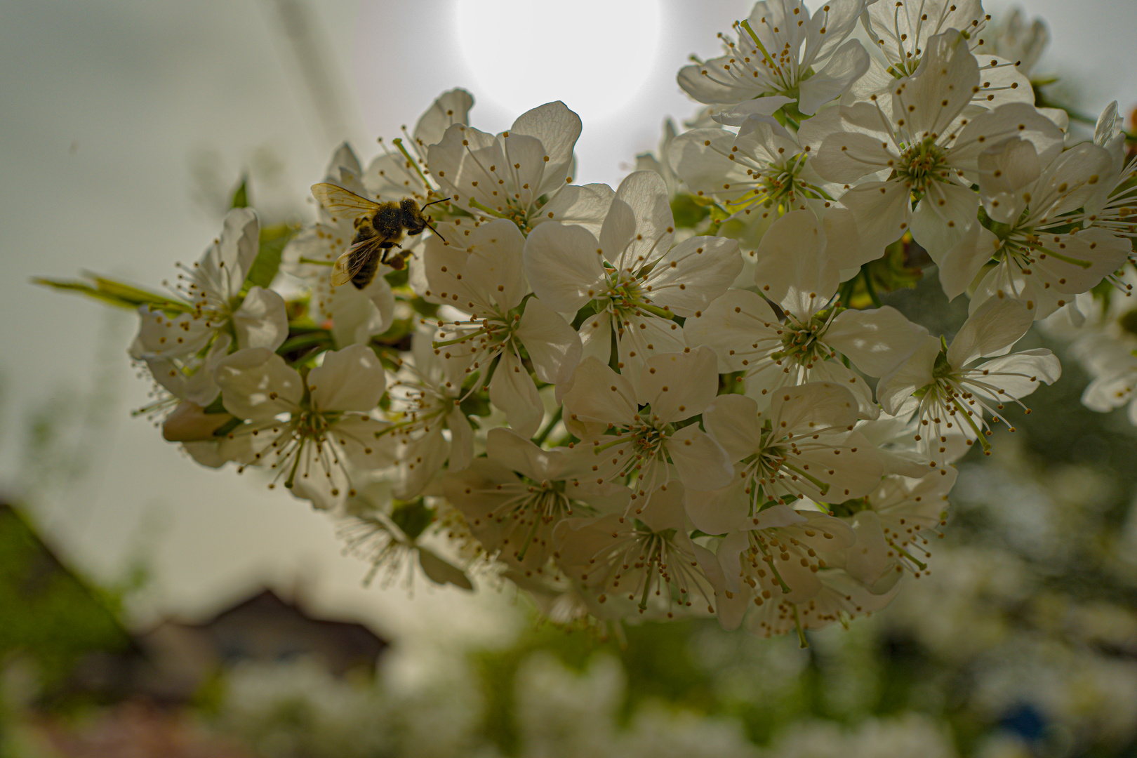 fleißiges Bienchen