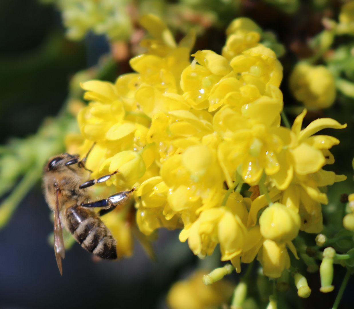 fleißiges Bienchen