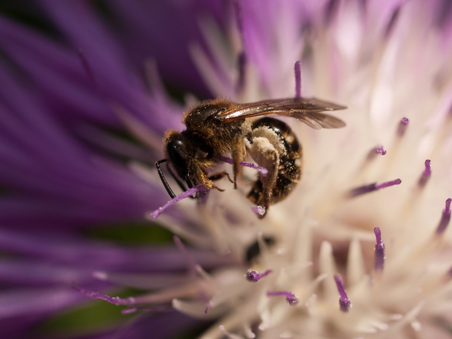 fleißiges Bienchen