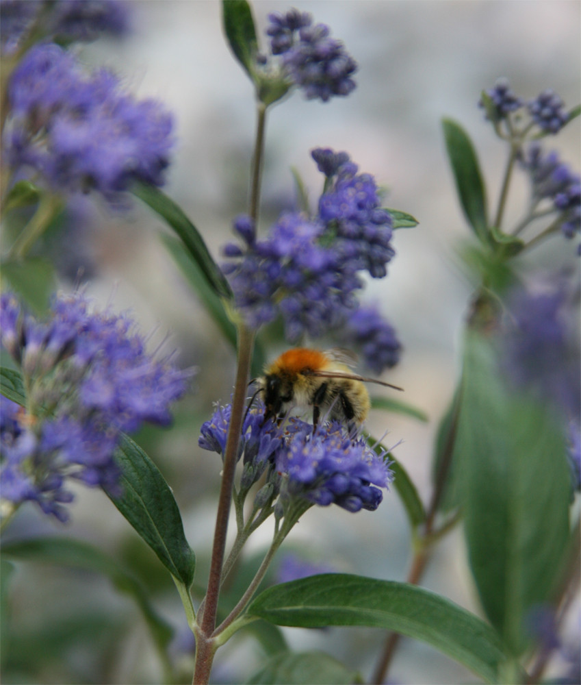 ... fleißiges Bienchen