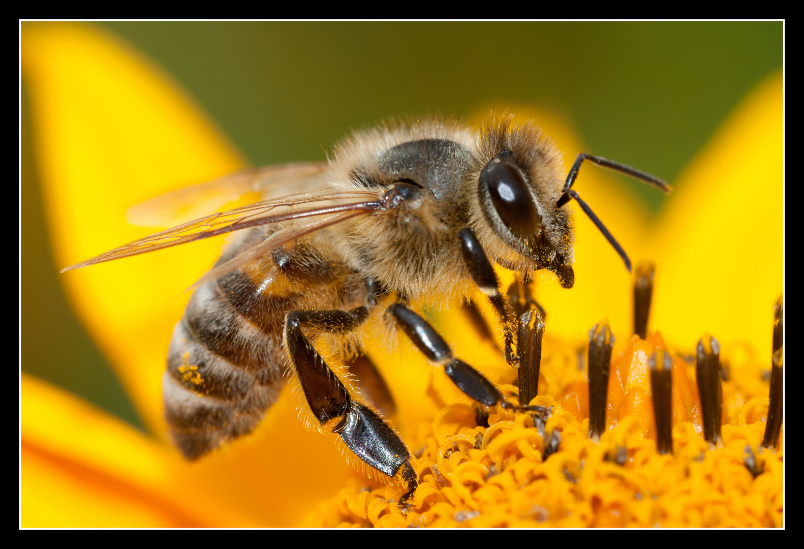 Fleißiges Bienchen 02