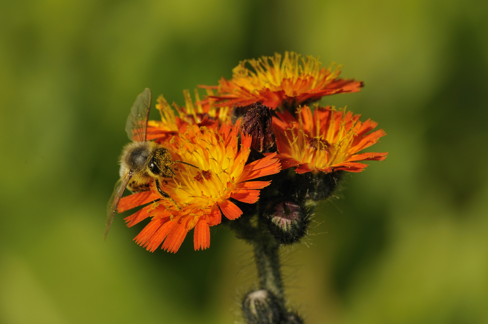 Fleißiges Bienchen