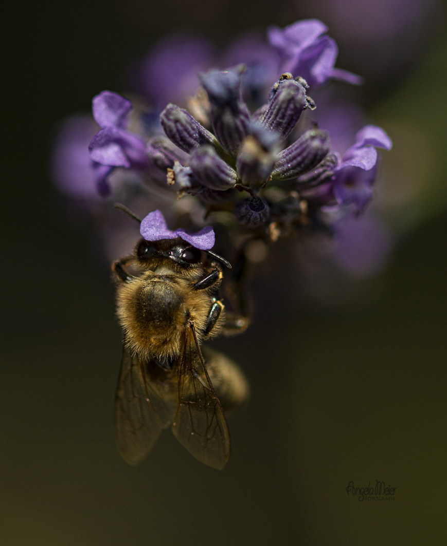 Fleissiges Bienchen