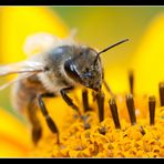 Fleißiges Bienchen 03