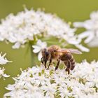 Fleißiges Bienchen