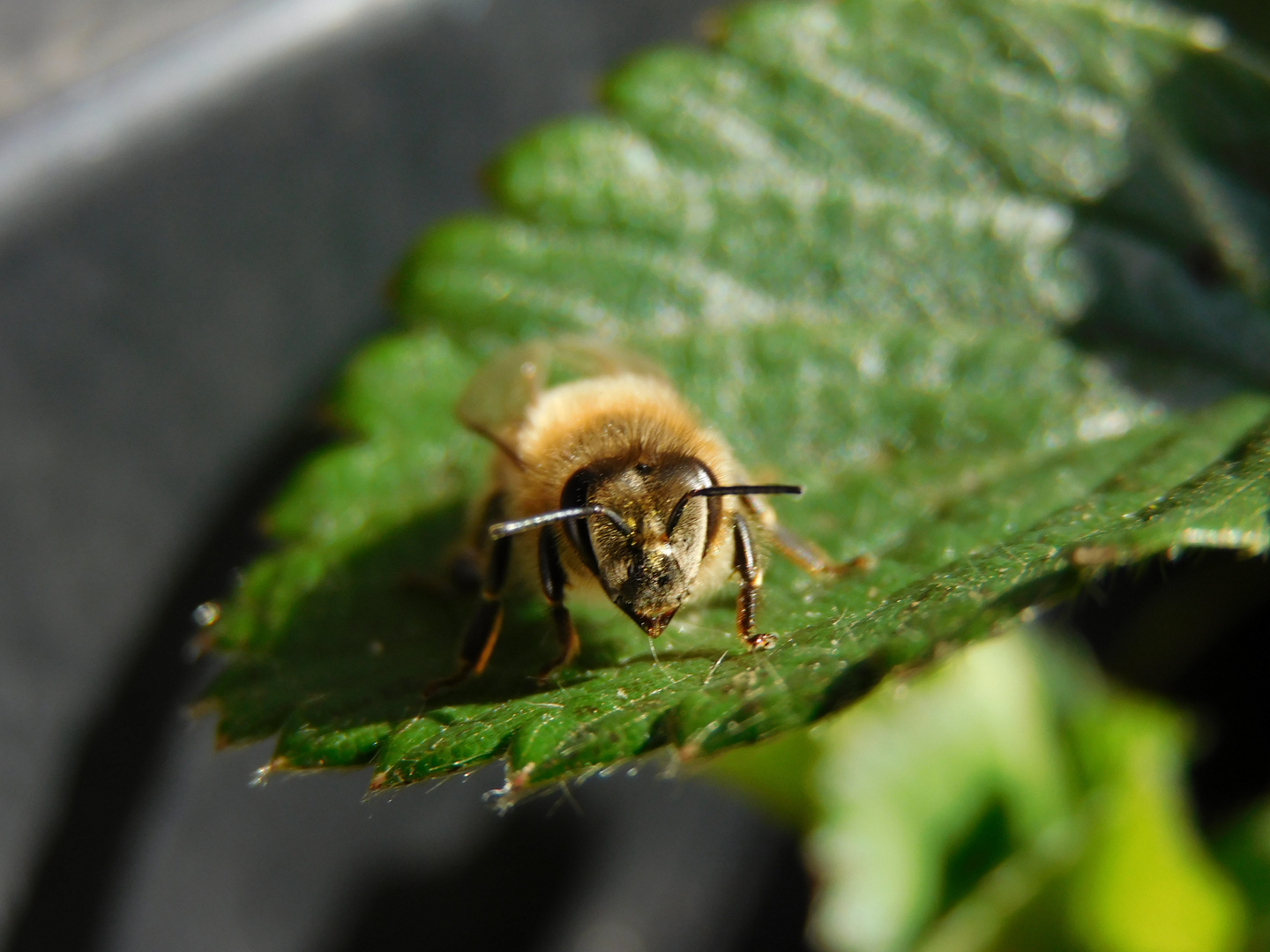 Fleißiges Bienchen 03_2019 (1)