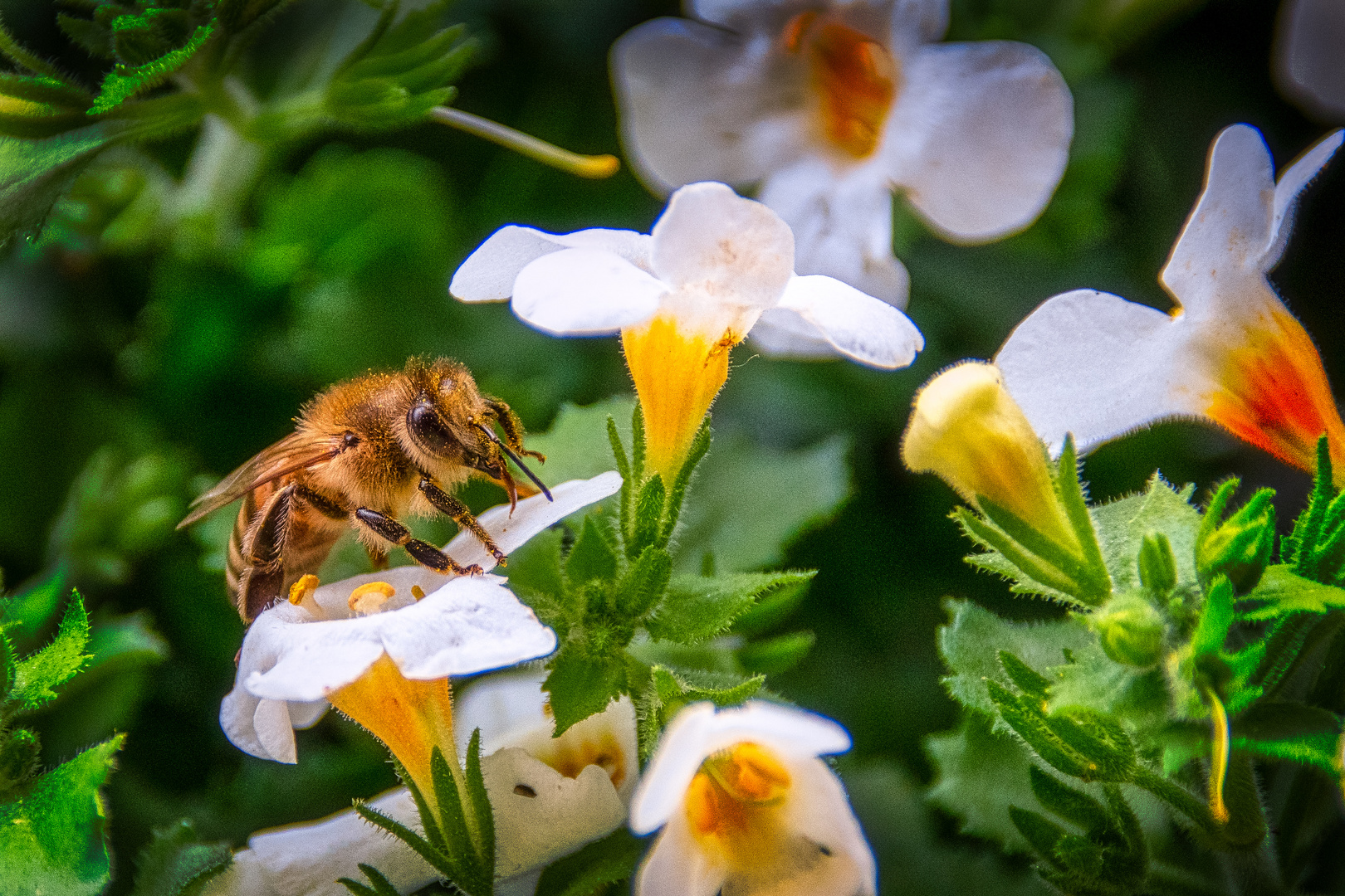 Fleißiges Bienchen