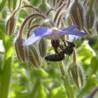 Fleißiges Bienchen