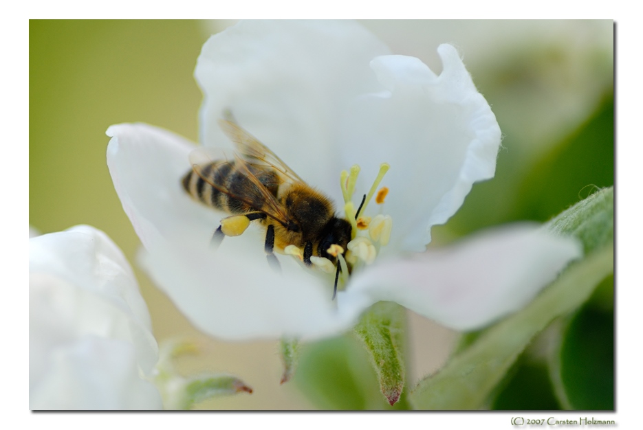 Fleißiges Bienchen