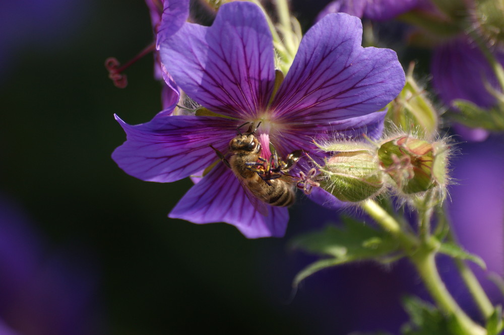 fleißiges Bienchen