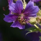 fleißiges Bienchen