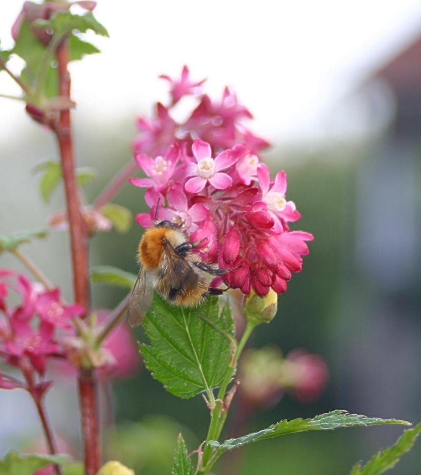 fleißiges Bienchen