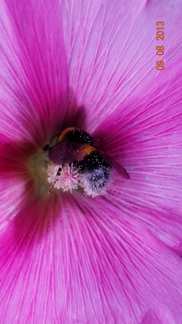 Fleißiges Bienchen