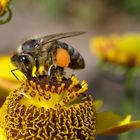 Fleißiges Bienchen