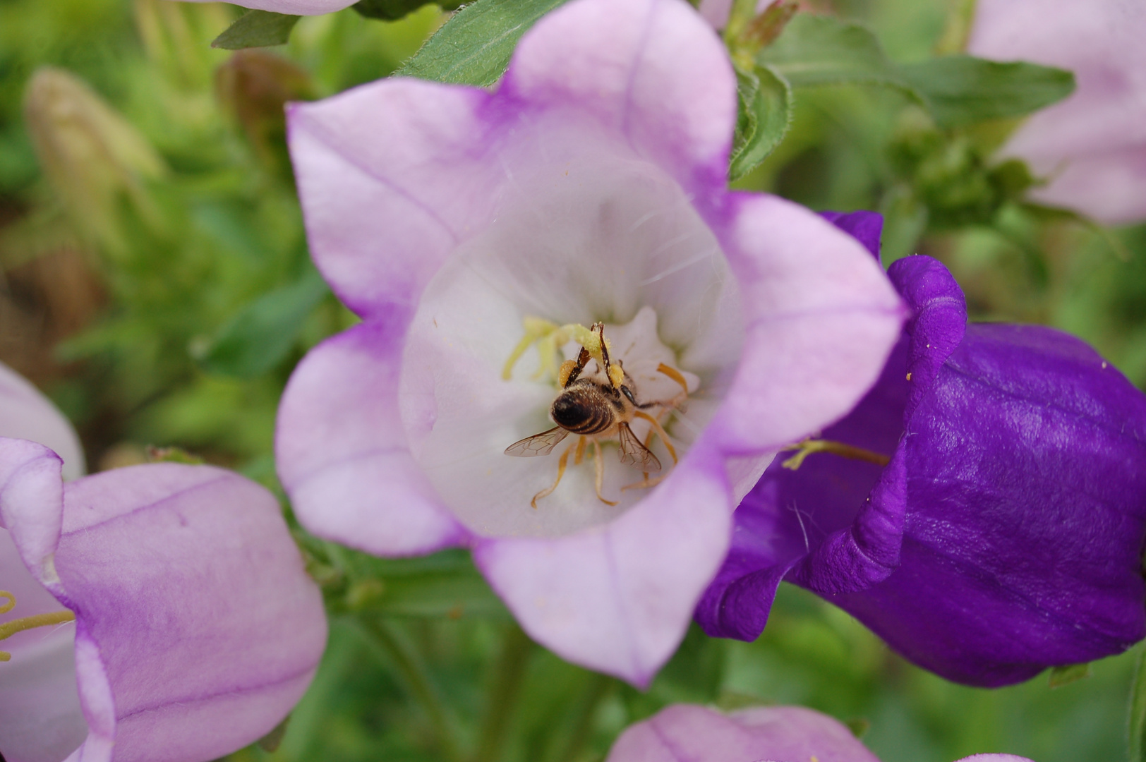 Fleißiges Bienchen