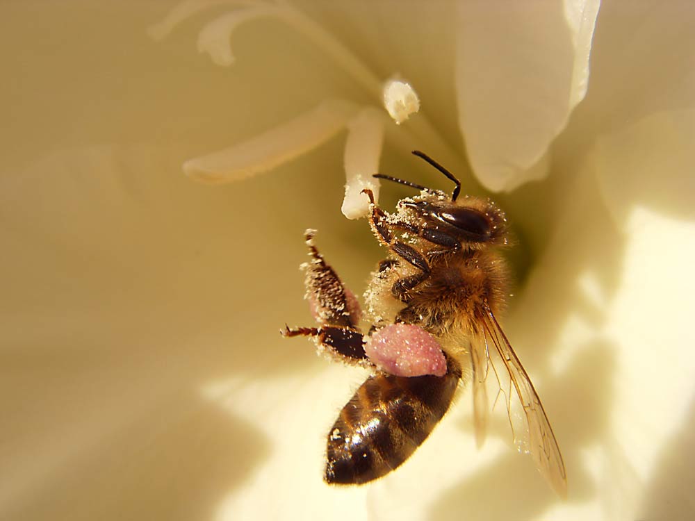 Fleißiges Bienchen