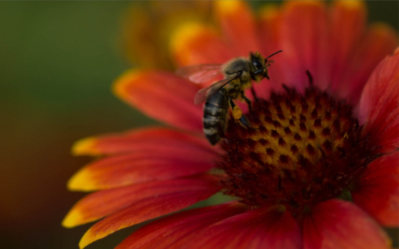 fleißiges Bienchen