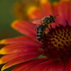 fleißiges Bienchen