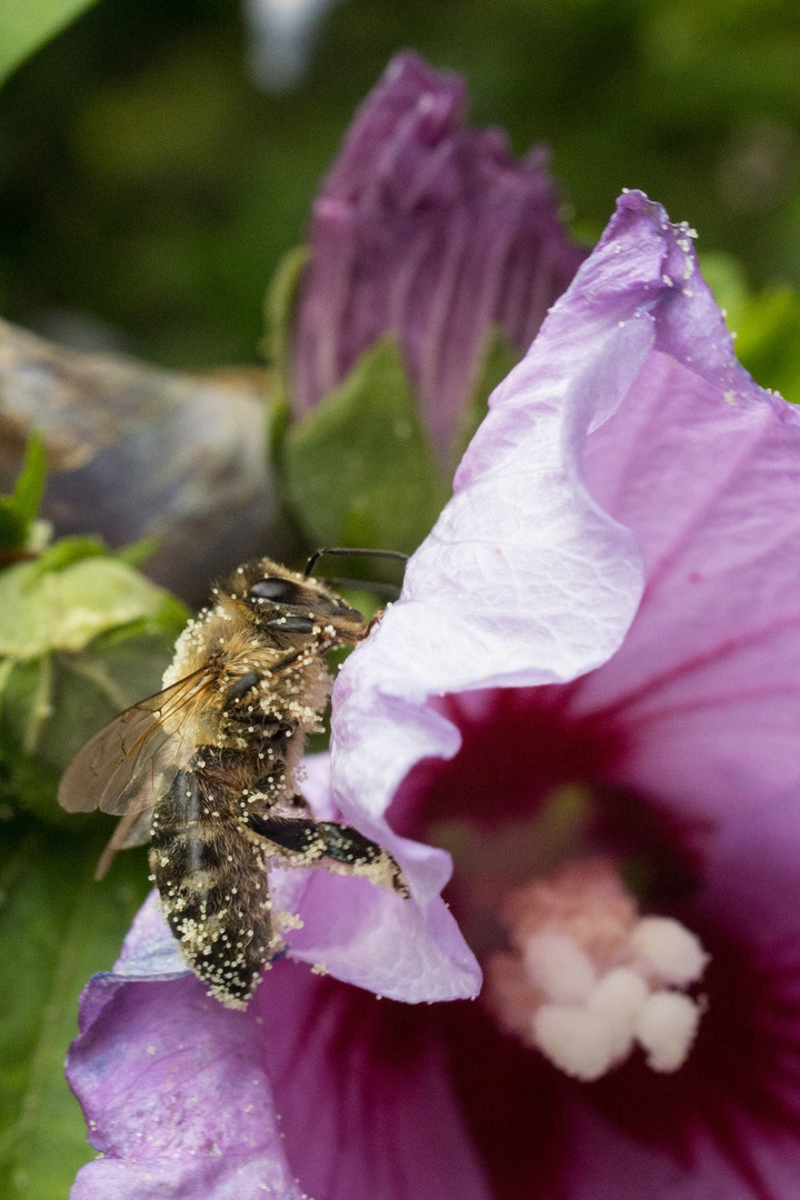 fleissiges Bienchen