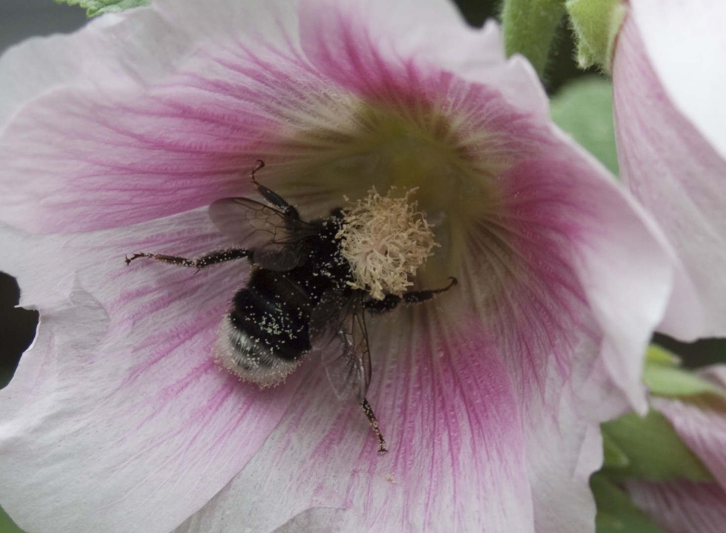 fleißiges Bienchen