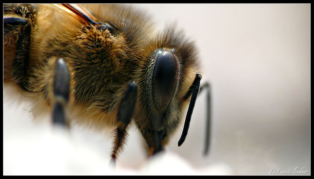 Fleißiges Bienchen