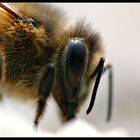 Fleißiges Bienchen