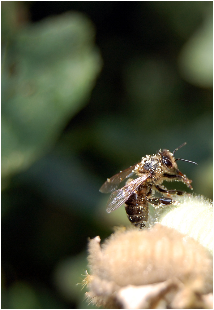 .. fleißiges Bienchen